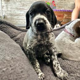 Pink Girl - Black roan female German Shorthaired Pointer puppy in Dearborn, Missouri from Hardwood Kennels