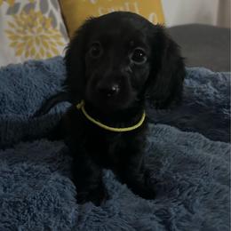 Pepper - Black female Dachshund puppy in Los Angeles, California from Mini Doxies R Us
