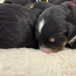 Egg Nog - Tri-color male Bernedoodle puppy in Hegins, Pennsylvania from Bubbling Springs Doodles, LLC