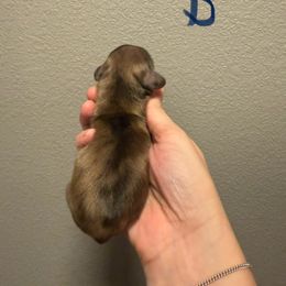 Leo - Dapple male Dachshund puppy in Denison, Texas from Digging Dachshunds