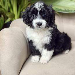 Ash - Black and white male Aussiedoodle puppy in Jackson, Tennessee from Dinah Doodles and Aussies