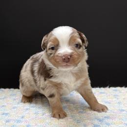 Malibu - Red merle female Miniature Australian Shepherd puppy in Covington, Pennsylvania from Rigas Mini Aussies LLC