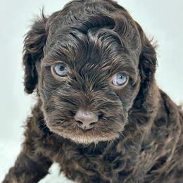 Purple collar girl - Brown and tan female Cockapoo puppy in Oologah, Oklahoma from Timber Hills Poodles and Doodles