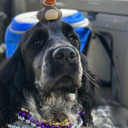 Drakoe - English Springer Spaniel