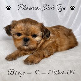 Blaze - Red male Shih Tzu puppy in Hayden, Idaho from Phoenix Shih Tzu