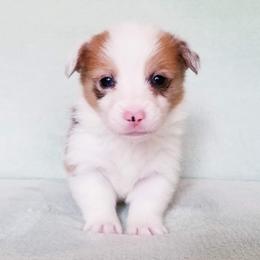 American Corgi and Pembroke Welsh Corgi Puppies from Whimsical Treasure Corgis