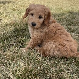 "Girl #3 " Goldendoodle Puppies from Desert Sage Doodles