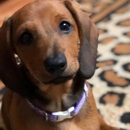 Dachshunds and Shih Tzus from Merisue's Shih Tzu's and Dachshunds