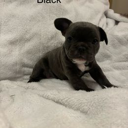 French Bulldog Puppies from Wyo frenchies