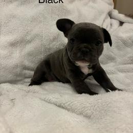 French Bulldog Puppies from Wyo frenchies