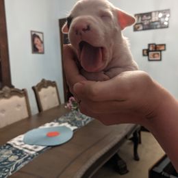Dogo Argentino Puppies from De la Fuerza de Dios