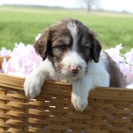 Orion - White and gold male Bordoodle puppy in Ashland, Ohio from Cherry Blossom Doodles