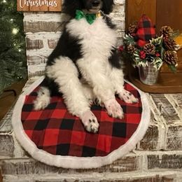 Poodle Puppies from Angies Standard Poodles