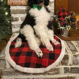 Poodle Puppies from Angies Standard Poodles