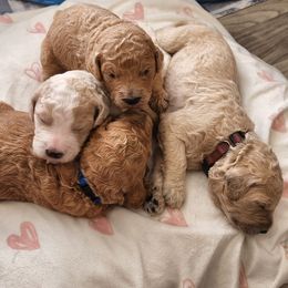 Goldendoodles from Mario's Goldendoodles