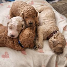 Goldendoodles from Mario's Goldendoodles
