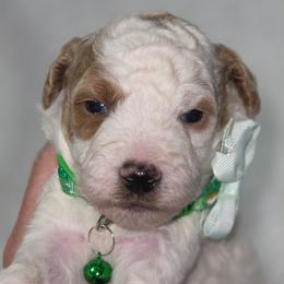 Ace Green Collar Parti - Parti male Goldendoodle puppy in Vernon, Texas from Sugarland's Texas Goldendoodles