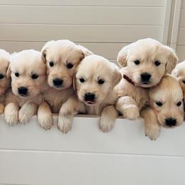 Golden Retriever puppies from Brooklin Canine