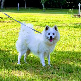 Lady - American Eskimo Dog