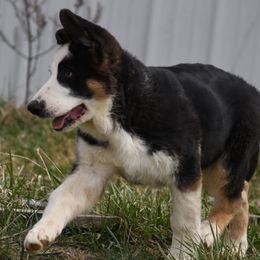 German Shepherds from Volhouden German Shepherds