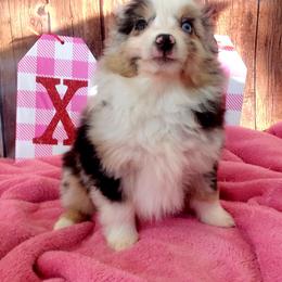 - Australian Shepherd puppy in Oregon from SonSational Farm Toy/ Mini Australian Shepard's