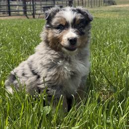 Australian Shepherd Puppies from Bear Creek Aussies