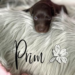 Bernedoodle and Poodle Puppies from Salty Standards