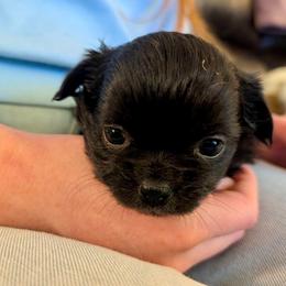 AKC Razzle, 4100.00 - Black and white male Chihuahua puppy in Northern, Colorado from Wild Mountain Chihuahuas