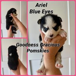 Ariel - Black and white female Pomsky puppy in Lyons, Nebraska from Goodness Gracious Pomskies