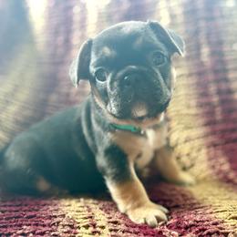 Bloom - Black and tan female French Bulldog puppy in Greeley, Colorado from Mandy Moon French Bulldogs