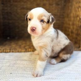 Parton - Red merle female Australian Shepherd puppy in Unionville, Iowa from Soap Creek Kennels
