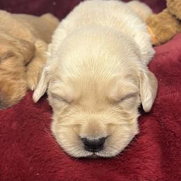 Waffles - Golden male Golden Retriever puppy in Blackfoot, Idaho from Ivy’s Goldens
