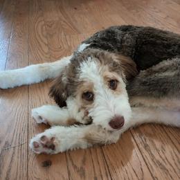Trixie - Brown and white female Bernedoodle puppy in Fairfield, Illinois from Positively Doodles