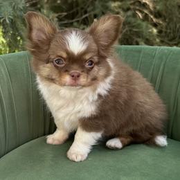Bert - Chocolate and tan male Chihuahua puppy in Northboro, Iowa from So Sweet Chihuahuas