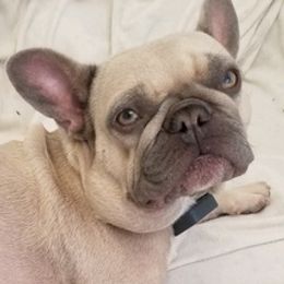 French Bulldogs from Inn the Dog House