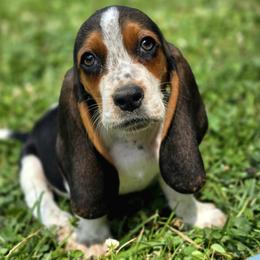 Case - Black tan and white male Basset Hound puppy in West Chester, Ohio from Bed-N-Bassets