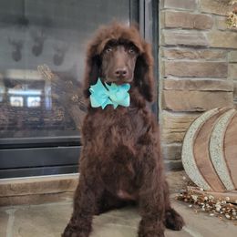 Poodle Puppies from McPoodle Dog Ranch