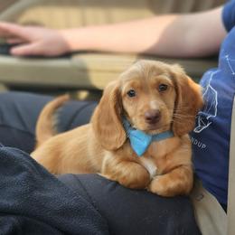 AKC Meet Red :) - Red male Dachshund puppy in Centerville, Iowa from Barnyard Dachshunds, Dals & Doodles