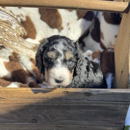 Rosemary - Phantom female Goldendoodle puppy in Yarnell, Arizona from Boulder Mountain Doodles