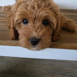 Axel - Apricot male Cavapoo puppy in Mount Plymouth, Florida from Jet Cavapoos
