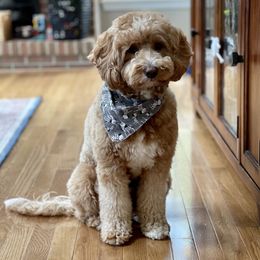 Ranger - Goldendoodle