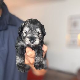 Girl 1 - Salt and pepper Miniature Schnauzer puppy in Seagoville, Texas from JC miniature schnauzers