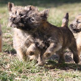 Cairn Terriers and Welsh Terriers from Gweneviere terriers