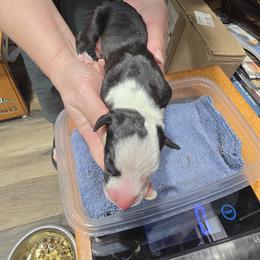 Wigsby - White and black male Whippet puppy in Alvin, Texas from Pecan Grove Akitas & Whippets