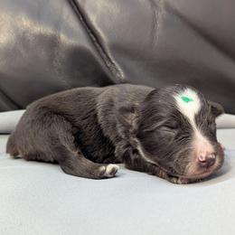 Iso - Red tri male Toy Australian Shepherd puppy in Mountain Home, Idaho from LJK Boxers & Toy Aussies