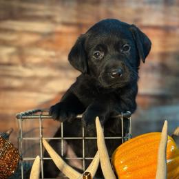 Bullseye - Black male Labrador Retriever puppy in Isle, Minnesota from Dog Ear Outfitters