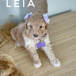 Goldendoodle Puppies from Ivie Mountain Doodles