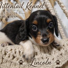 Lincoln - Piebald male Dachshund puppy in Hudson, Michigan from Mittentail Kennel Miniature Dachshunds & Australian Shepherds