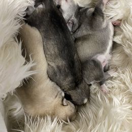 Siberian Husky Puppies from Surge x Stormy’s Puppies