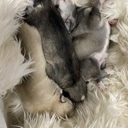 Siberian Husky Puppies from Surge x Stormy’s Puppies